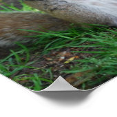 Albernes Eichhörnchen-Poster Poster (Ecke)