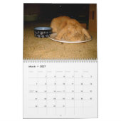 albernes Kaninchen Kalender (Mär 2027)