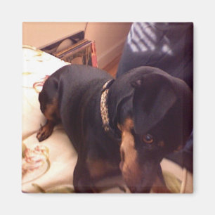 Albernes minimales Button Magnet