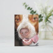 Albernes Pitbull-Portrait Postkarte (Stehend Vorderseite)
