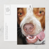 Albernes Pitbull-Portrait Postkarte (Vorne/Hinten)