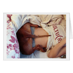 Albernes schläfriges Pitbull!