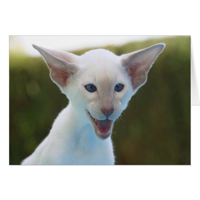 Albernes Siamesen (Vorderseite (Horizontal))