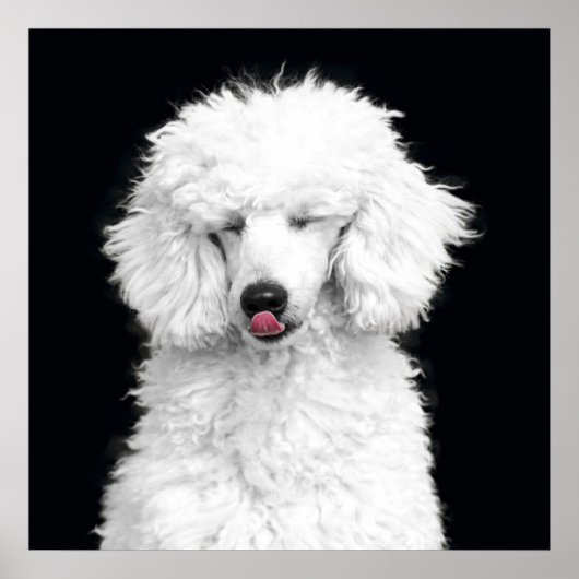 Albernes Weiße Poodle Poster (Vorne)