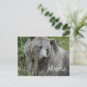Alberta Grizzlybär Postkarte (Stehend Vorderseite)