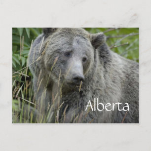 Alberta Grizzlybär Postkarte