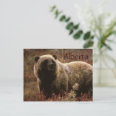 Alberta Grizzlybär Postkarte (Stehend Vorderseite)