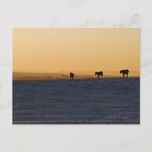 Alberta, Kanada 3 Postkarte (Vorderseite)