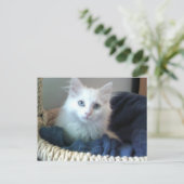 Albi Sweetheart kitty Postcard Postkarte (Stehend Vorderseite)