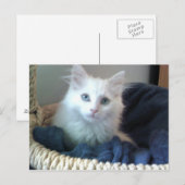 Albi Sweetheart kitty Postcard Postkarte (Vorne/Hinten)