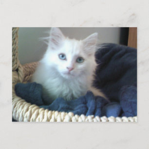 Albi Sweetheart kitty Postcard Postkarte