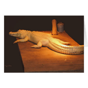 Albino-Alligator