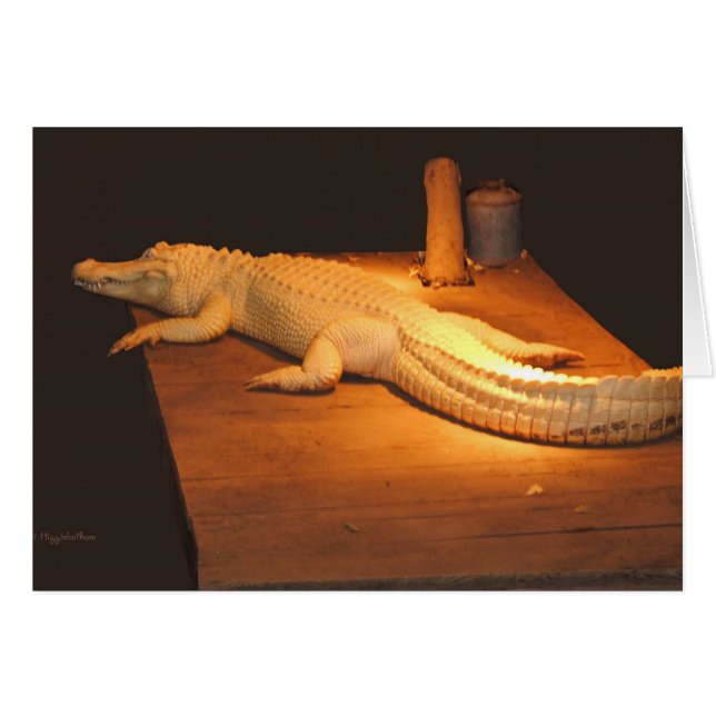 Albino Alligator (Vorderseite (Horizontal))