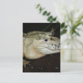 Albino-Alligator-Foto , Gatorbild Postkarte (Stehend Vorderseite)