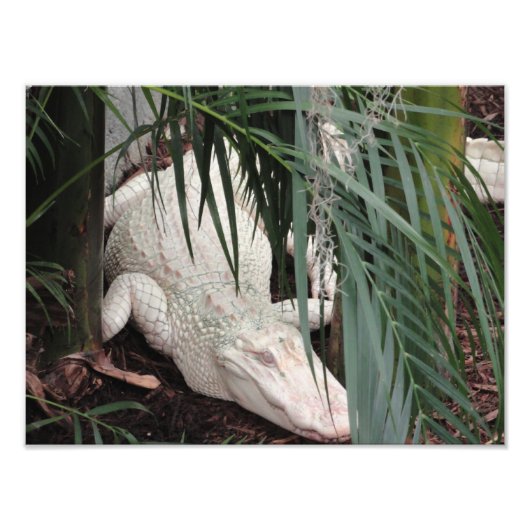 Albino Alligator Fotodruck (Vorne)