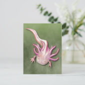 Albino Axolotl "Walking Fish" Kunst, Dichtung und Postkarte (Stehend Vorderseite)