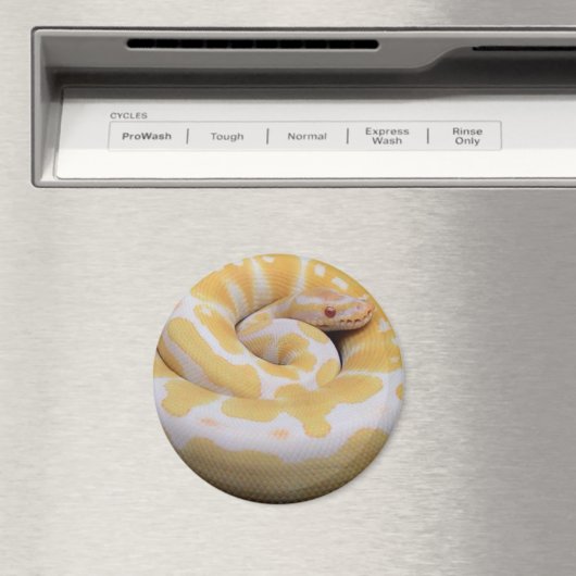 Albino Ball Python Magnet (In Situ (Geschirrspüler))