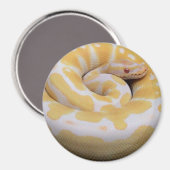 Albino Ball Python Magnet (Vorderseite/Rückseite)