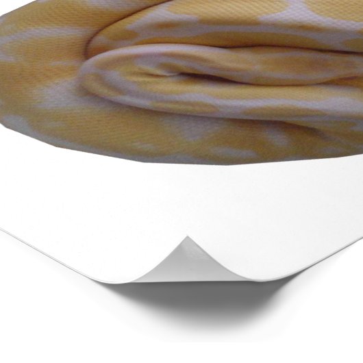 Albino Ball Python Poster (Ecke)