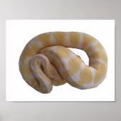 Albino Ball Python Poster (Vorne)