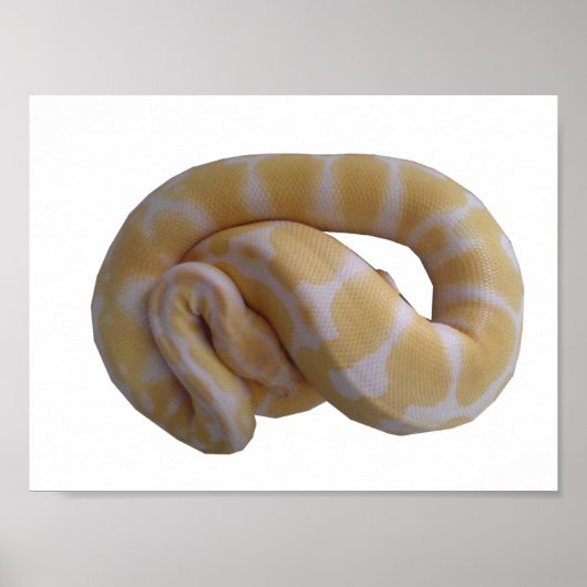 Albino Ball Python Poster (Vorne)