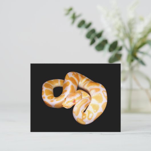 Albino Ball Python Postkarte (Stehend Vorderseite)