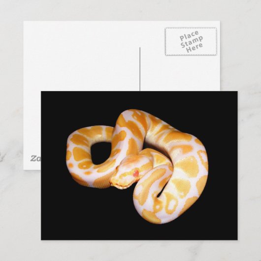 Albino Ball Python Postkarte (Vorne/Hinten)