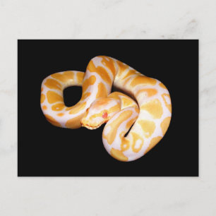 Albino Ball Python Postkarte