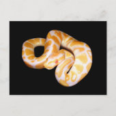 Albino Ball Python Postkarte (Vorderseite)