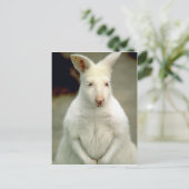 Albino Bennets Wallaby Postkarte (Stehend Vorderseite)