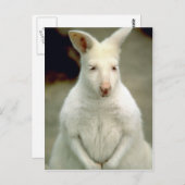 Albino Bennets Wallaby Postkarte (Vorne/Hinten)