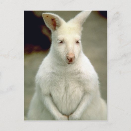 Albino Bennets Wallaby Postkarte (Vorderseite)