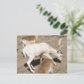 Albino Buck Postcard Postkarte (Stehend Vorderseite)