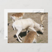 Albino Buck Postcard Postkarte (Vorne/Hinten)