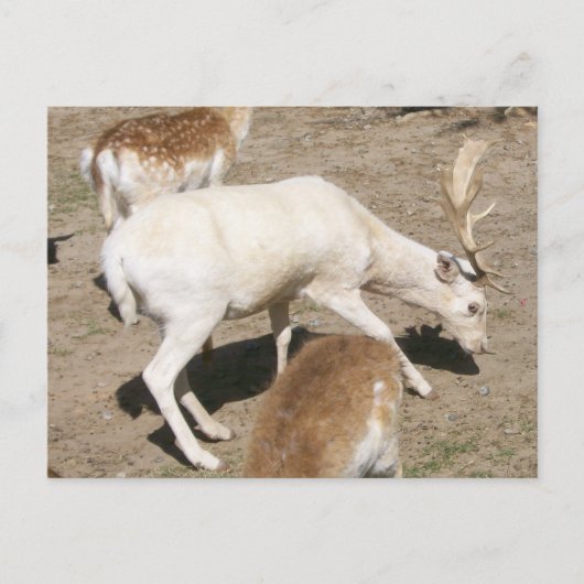 Albino Buck Postcard Postkarte (Vorderseite)