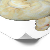 Albino Bumble Bee Poster (Ecke)