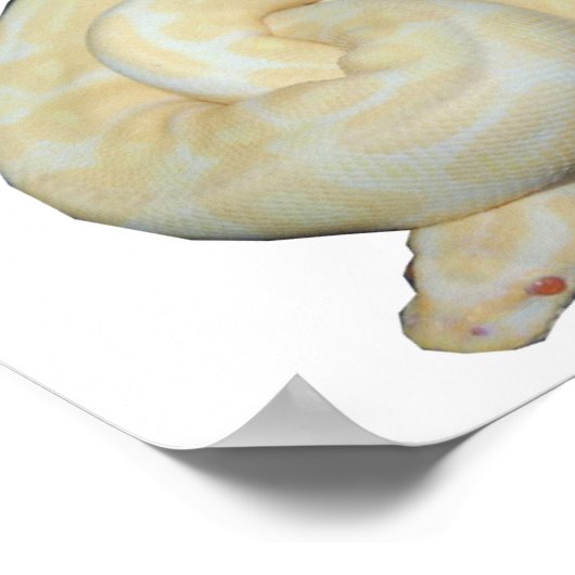 Albino Bumble Bee Poster (Ecke)