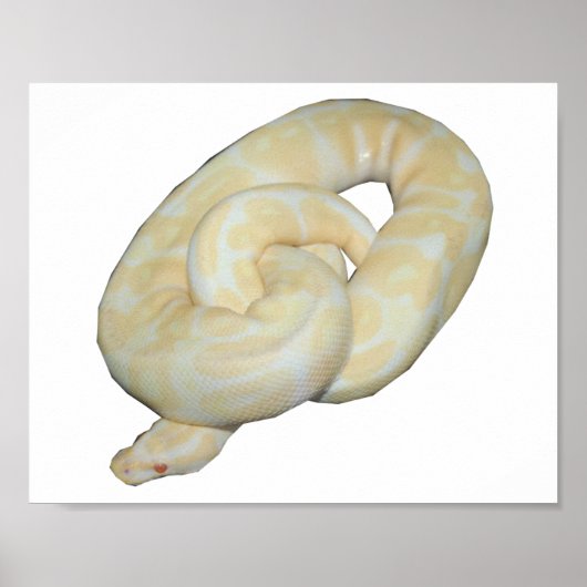 Albino Bumble Bee Poster (Vorne)