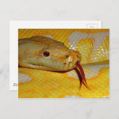 Albino Burmese Closeup Postkarte (Vorne/Hinten)