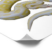 Albino Cinnamon Poster (Ecke)