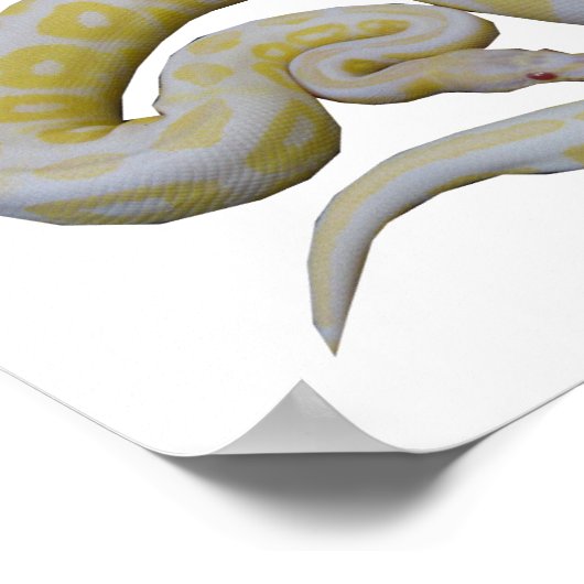 Albino Cinnamon Poster (Ecke)