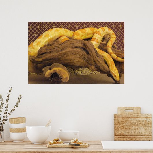 Albino Corn Snake Poster (Küche)