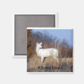 Albino Deer Magnet (Vorderseite/Rückseite)