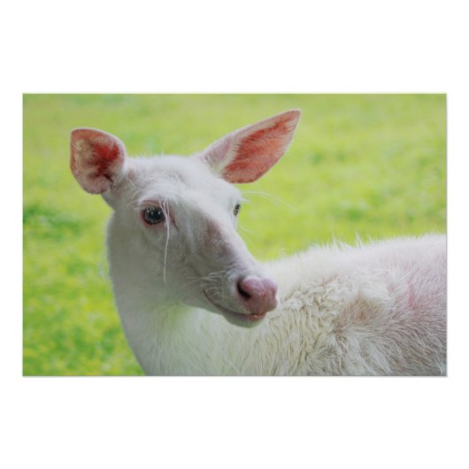 Albino Deer Poster (Vorderseite)