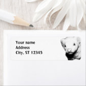 Albino Ferret Picture (Insitu)