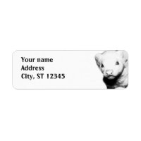 Albino Ferret Picture