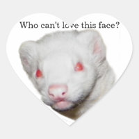 Albino Ferret Picture