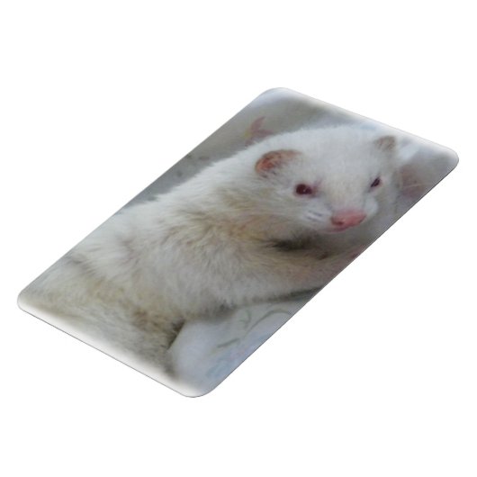 Albino Ferret Picture Magnet (Linke Seite)