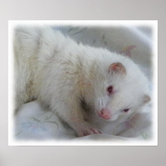 Albino Ferret Picture Poster (Vorne)