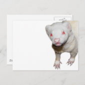 Albino Ferret Picture Postkarte (Vorne/Hinten)
